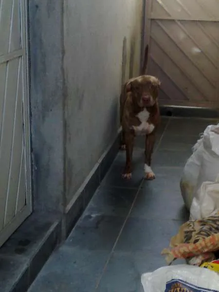 Cachorro ra a Pit-Bull idade 4 anos nome Meg