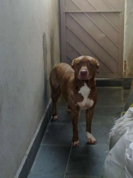 Cachorro ra a Pit-Bull idade 4 anos nome Meg