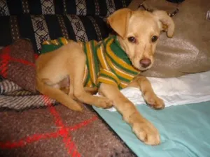 Cachorro raça SRD idade 2 a 6 meses nome BB M'BOI MIRIM