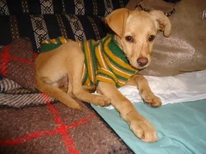 Cachorro ra a SRD idade 2 a 6 meses nome BB M'BOI MIRIM