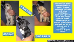 Cachorro raça SRD idade 2 a 6 meses nome FILHOTES