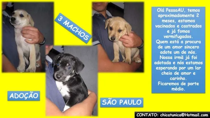 Cachorro ra a SRD idade 2 a 6 meses nome FILHOTES