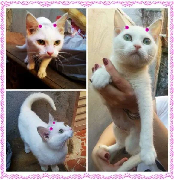 Gato raça SRD idade 2 a 6 meses nome Gatos