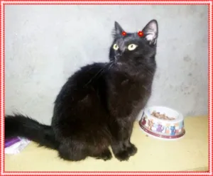 Gato raça SRD idade 1 ano nome Penelope