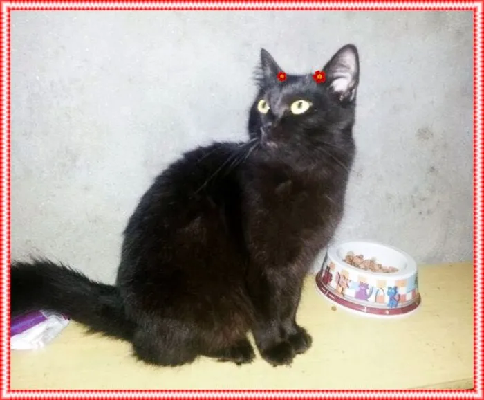 Gato raça SRD idade 1 ano nome Penelope