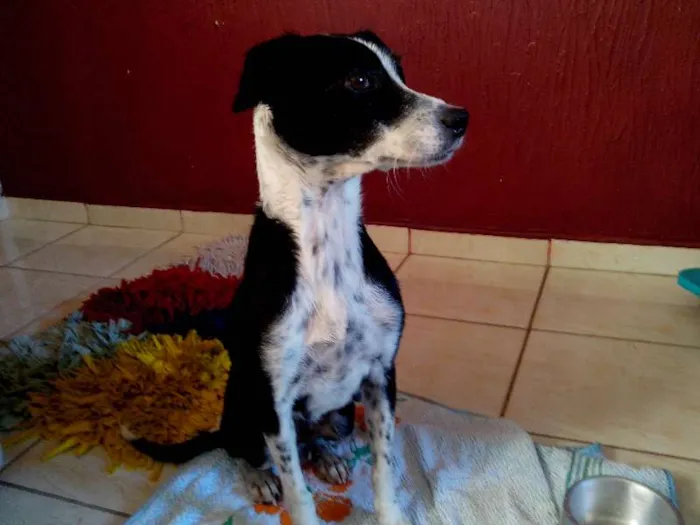 Cachorro raça SRD idade 2 anos nome ???