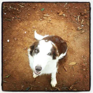 Cachorro raça Border Collie idade 1 ano nome Branca GRATIFICA