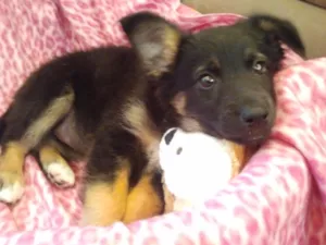 Cachorro raça SRD idade 2 a 6 meses nome Nana