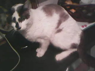Gato ra a SRD idade 1 ano nome gato