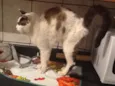gato