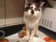 gato