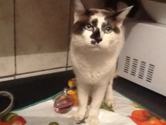 Gato ra a SRD idade 1 ano nome gato