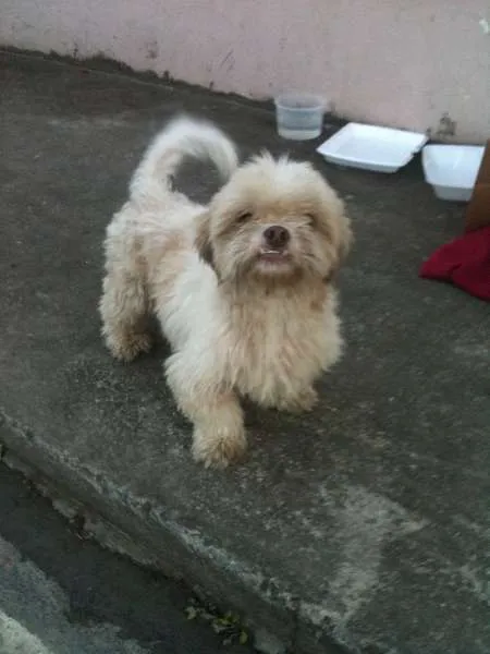 Cachorro ra a Shitzu e linguicinha idade 1 ano nome Billy e Princesa