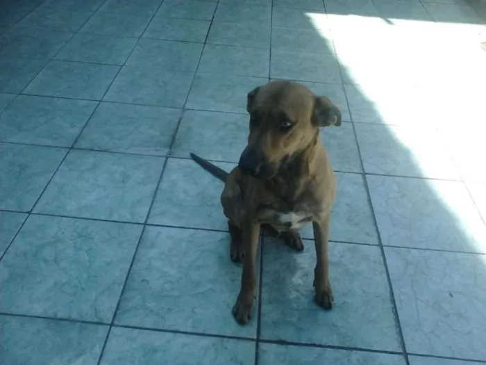 Cachorro ra a Indefinida idade 1 ano nome Pacato