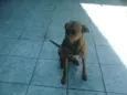 Pacato