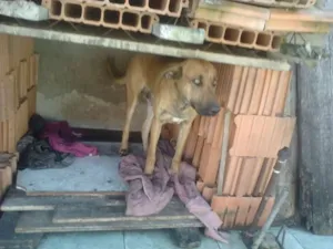 Cachorro raça Indefinida idade 1 ano nome Pacato
