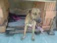 Pacato