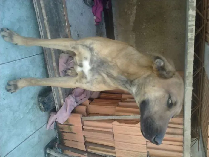 Cachorro ra a Indefinida idade 1 ano nome Pacato