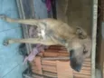 Pacato