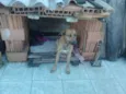 Pacato