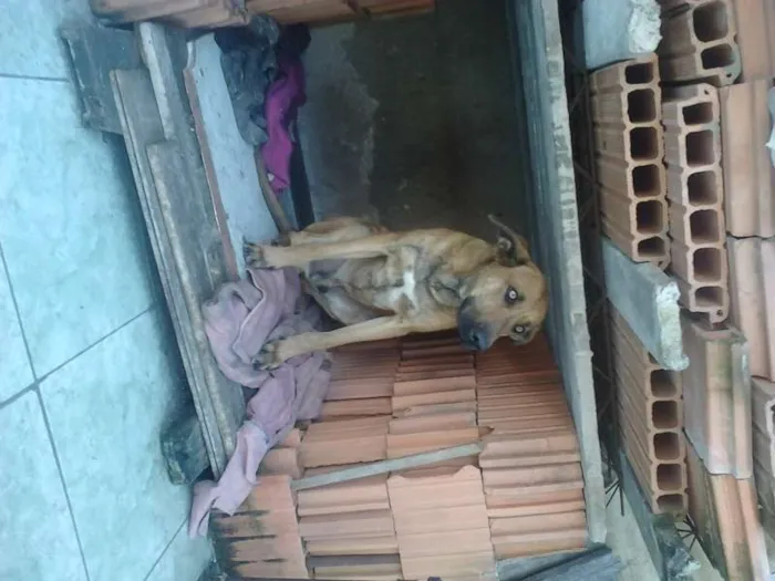 Cachorro ra a Indefinida idade 1 ano nome Pacato