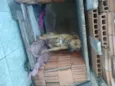 Pacato