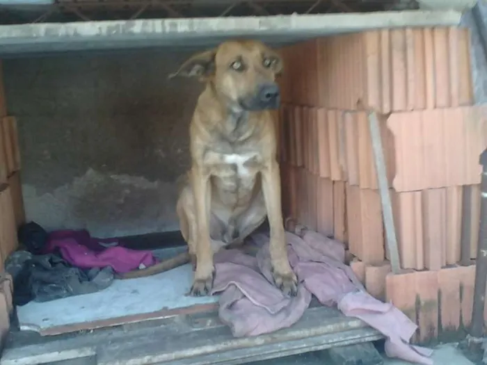 Cachorro ra a Indefinida idade 1 ano nome Pacato