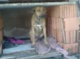 Pacato