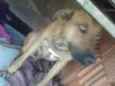 Pacato