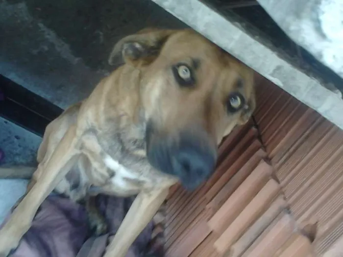 Cachorro ra a Indefinida idade 1 ano nome Pacato