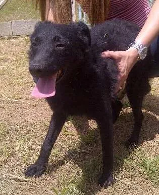 Cachorro ra a SRD idade 1 ano nome AMÊNDOA