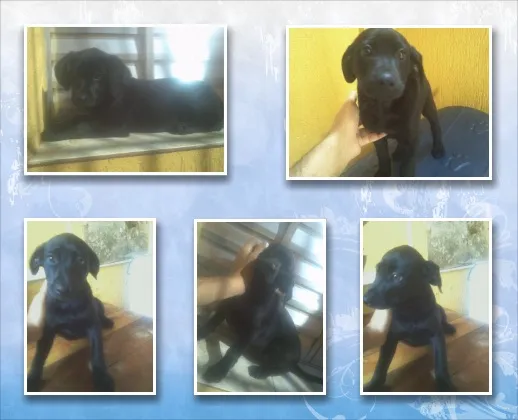 Cachorro ra a SRD idade Abaixo de 2 meses nome Lobinho
