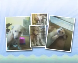 Cachorro raça SRD idade 2 a 6 meses nome PRINCESA 