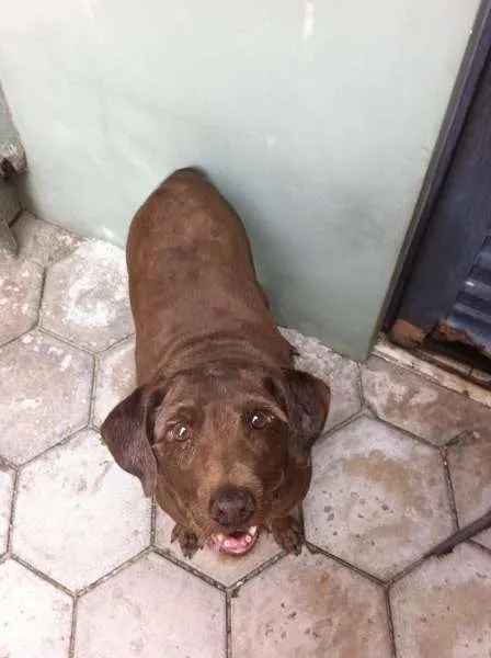 Cachorro ra a SRD idade  nome XUXA