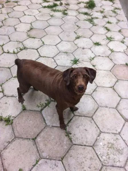 Cachorro raça SRD idade  nome XUXA