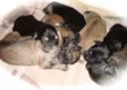 7 Fofuras em busca