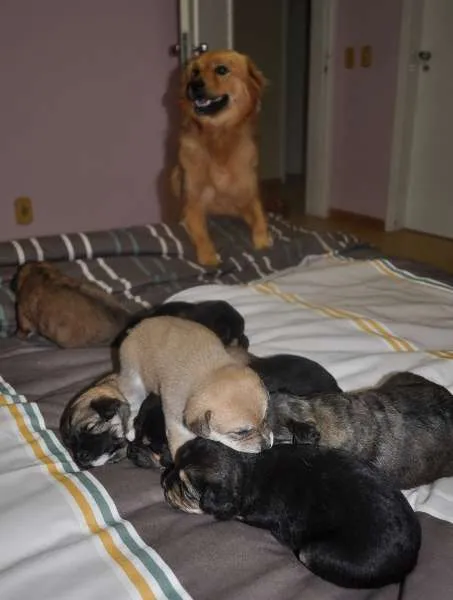 Cachorro ra a SRD idade Abaixo de 2 meses nome 7 Fofuras em busca 