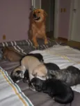 7 Fofuras em busca