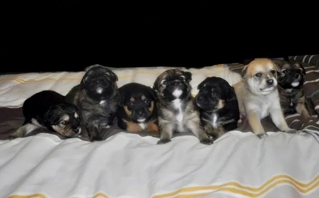 Cachorro ra a SRD idade Abaixo de 2 meses nome 7 Fofuras em busca 