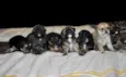 7 Fofuras em busca