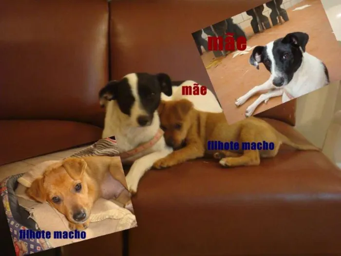 Cachorro raça SRD idade 2 a 6 meses nome Filhotes e os pais