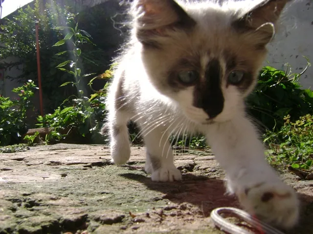 Gato ra a Desconhecida idade 2 a 6 meses nome Petrônio