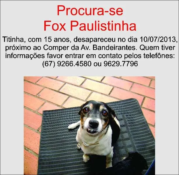Cachorro ra a Fox Paulistinha idade 6 ou mais anos nome Titinha GRATIFICA
