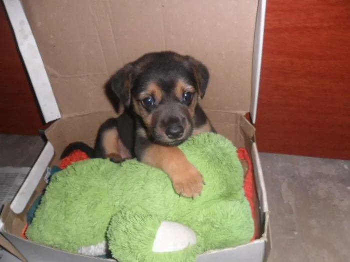 Cachorro raça Mestiço idade Abaixo de 2 meses nome Bruce