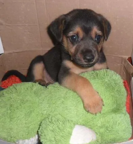 Cachorro raça Mestiço idade Abaixo de 2 meses nome Bruce