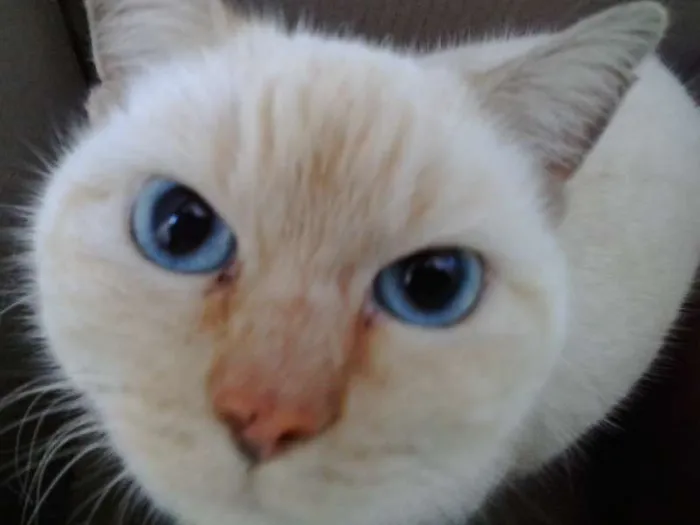 Gato ra a indefinida idade 3 anos nome MEL