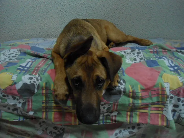Cachorro ra a mistura idade 2 a 6 meses nome Fred