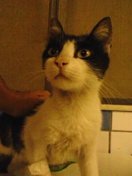 Gato raça srd idade 2 a 6 meses nome lind