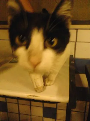 Gato raça srd idade 2 a 6 meses nome lind