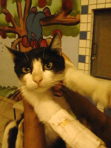 Gato raça srd idade 2 a 6 meses nome lind